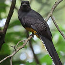 Trogon à queue blanche