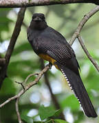 Green-backed Trogon