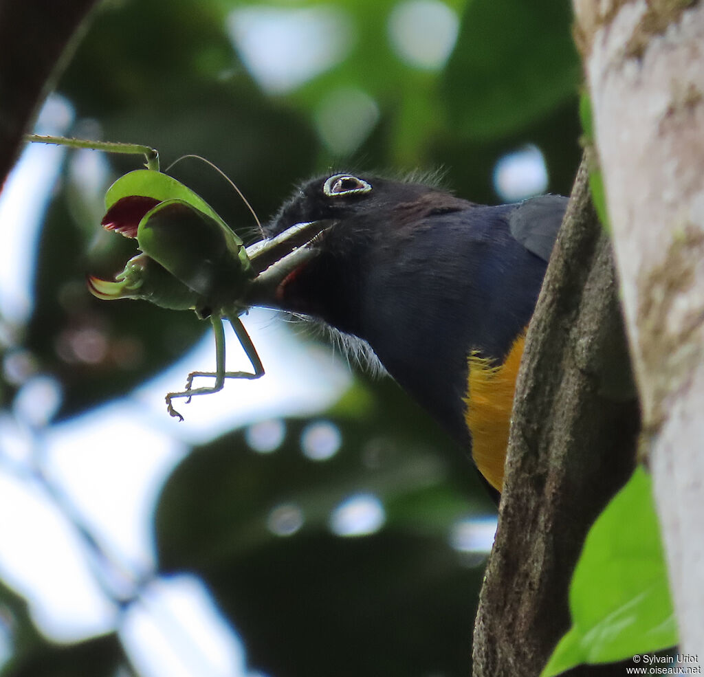 Trogon à queue blanche mâle adulte, pêche/chasse