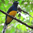 Trogon à queue blanche