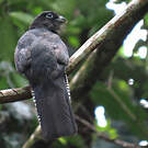 Trogon à queue blanche