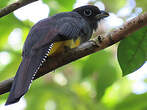 Trogon à queue blanche