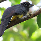 Trogon à queue blanche