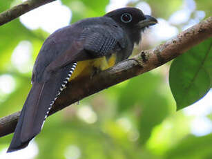 Trogon à queue blanche