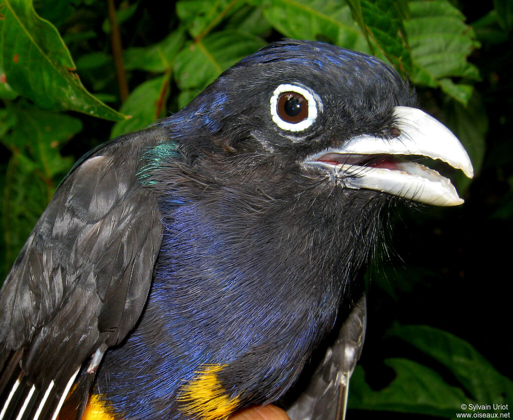 Green-backed Trogon male adult