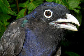 Green-backed Trogon