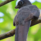 Trogon à queue blanche