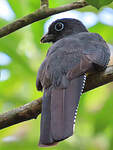 Trogon à queue blanche