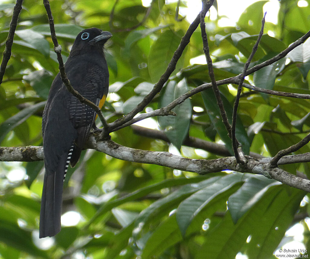 Trogon à queue blanche femelle adulte