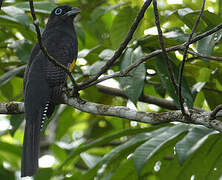 Trogon à queue blanche