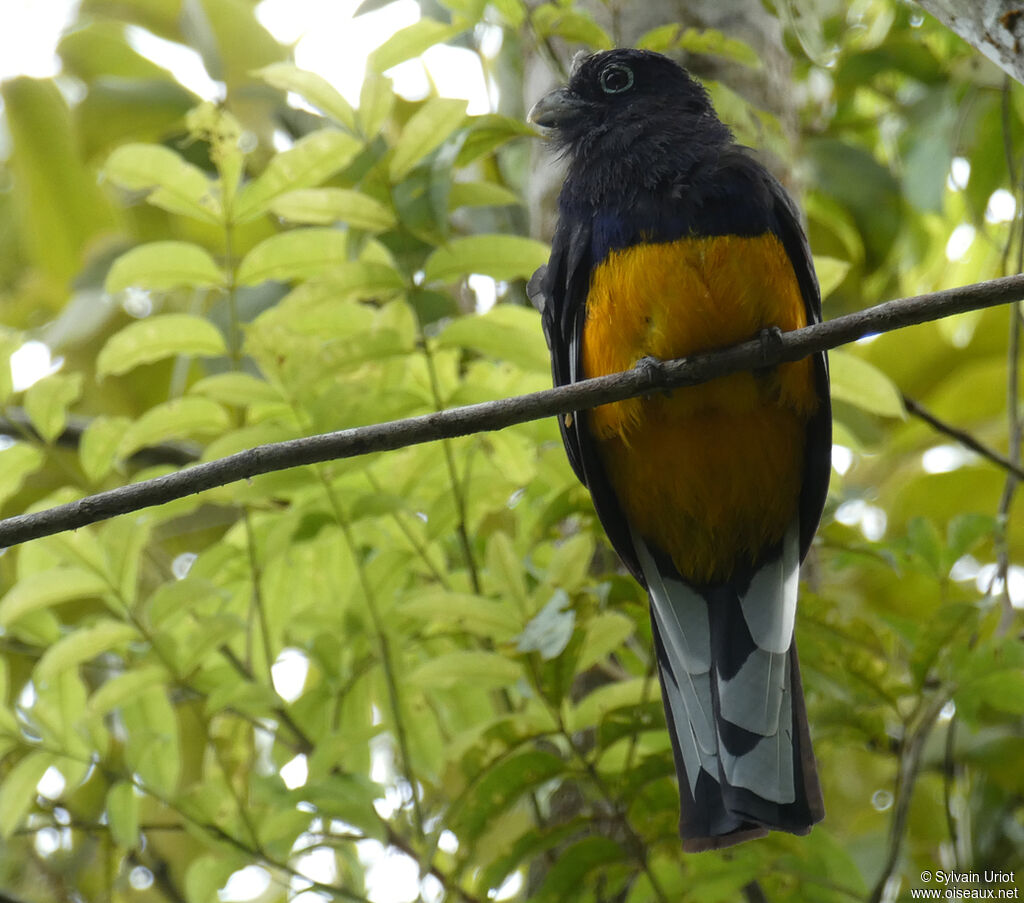 Trogon à queue blanche mâle adulte