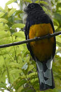 Green-backed Trogon