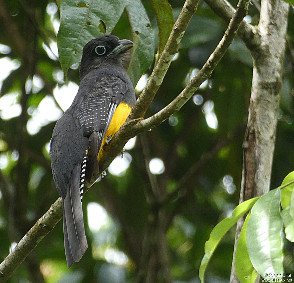 Trogon à queue blanche femelle adulte