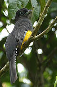 Green-backed Trogon