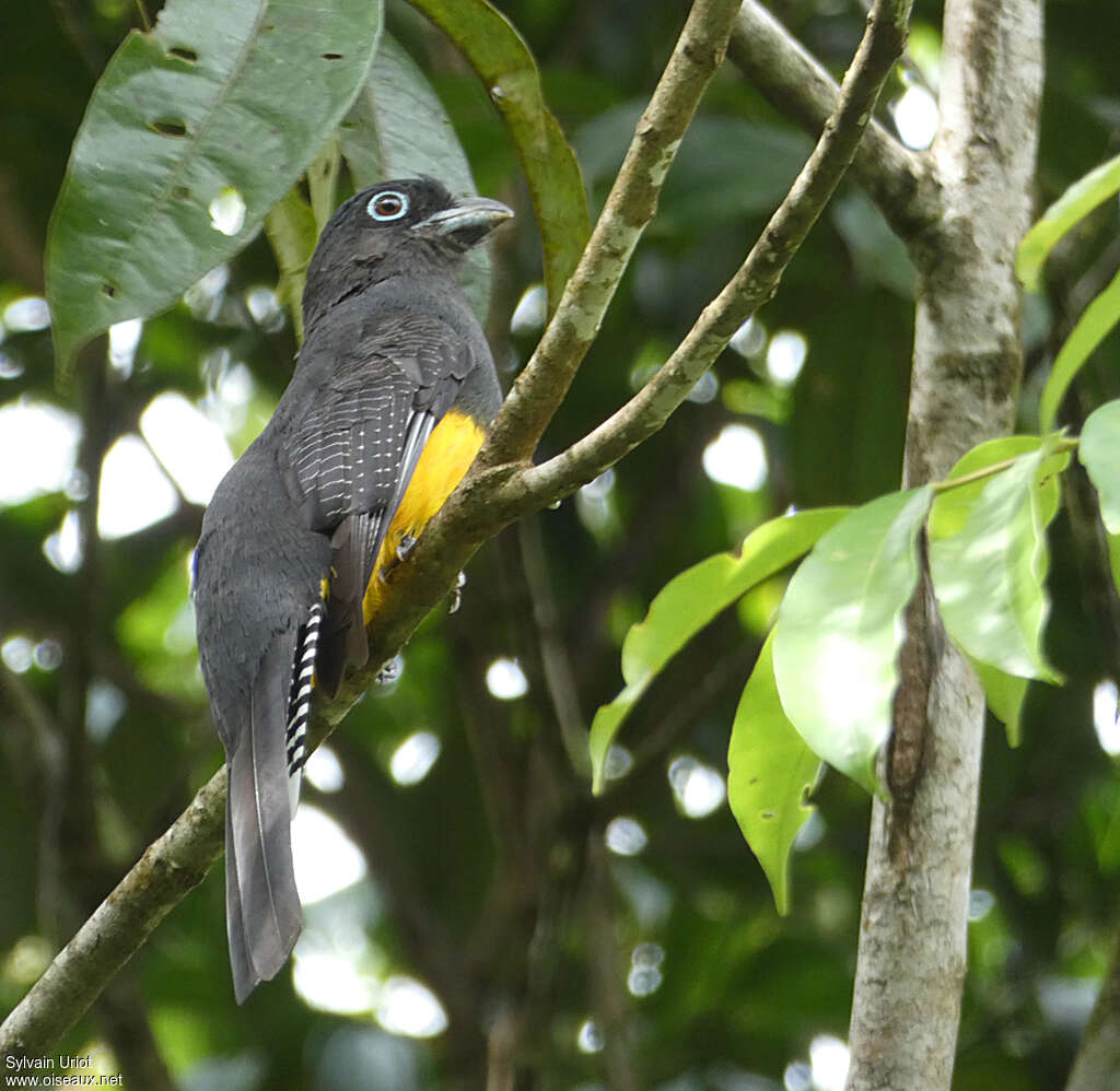 Trogon à queue blanche femelle adulte, identification