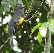 Trogon à queue blanche