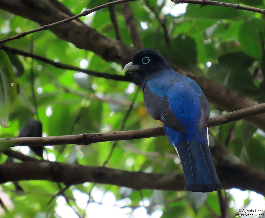 Trogon à queue blanche mâle adulte