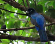 Green-backed Trogon