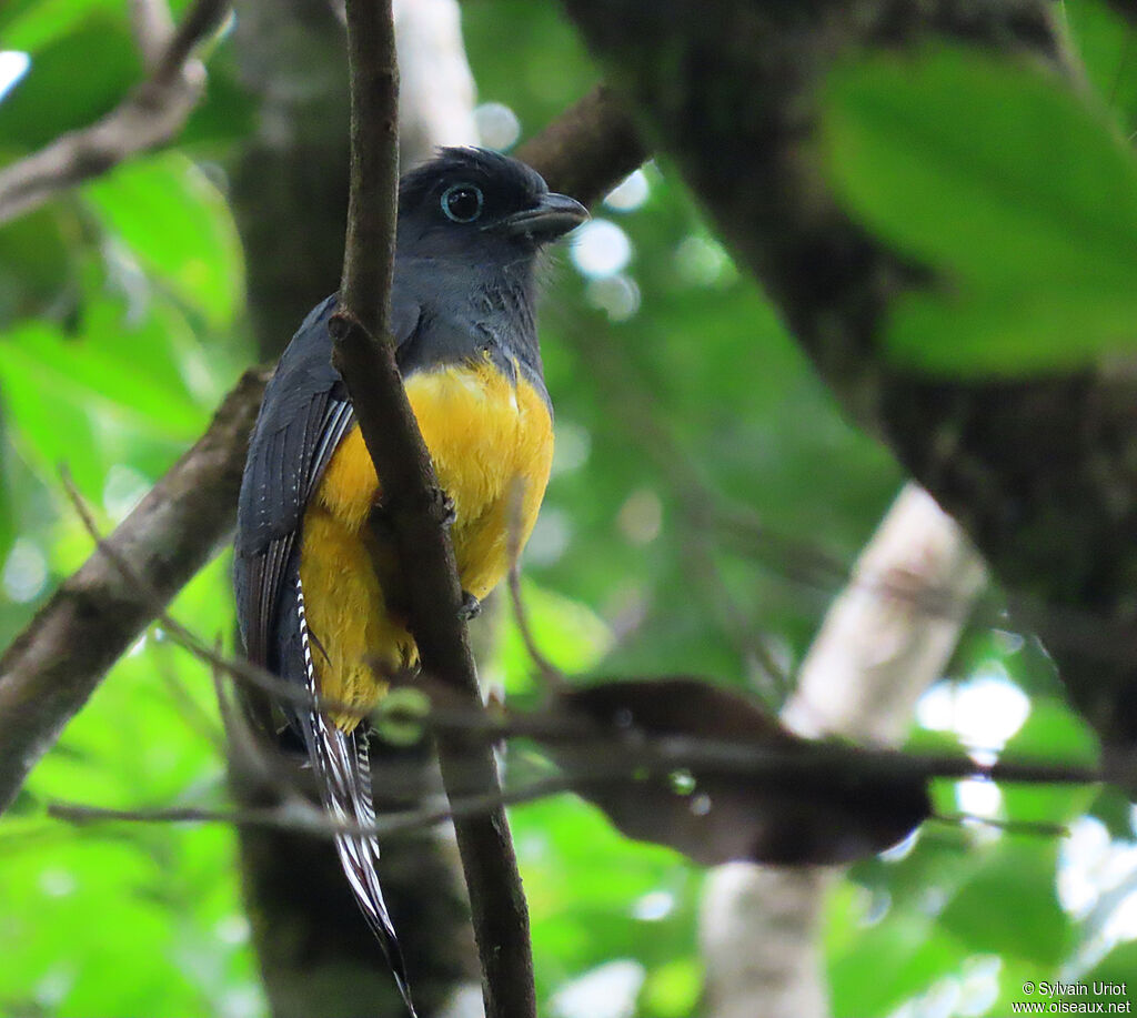 Trogon à queue blanche femelle adulte