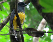 Trogon à queue blanche