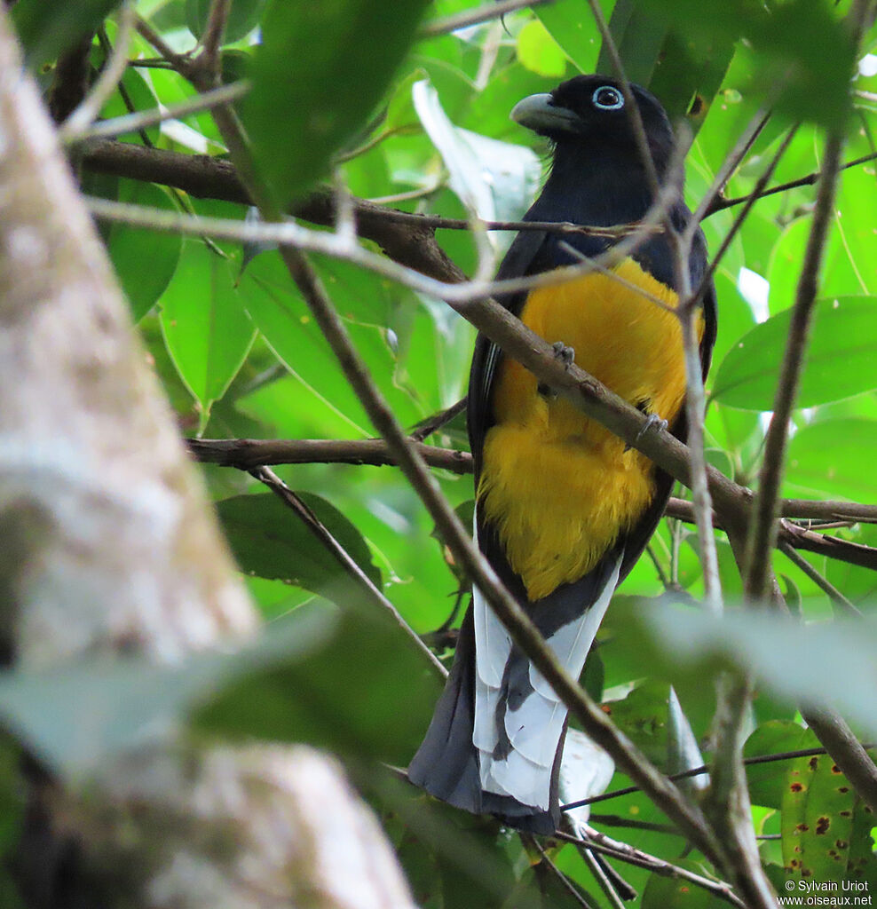 Green-backed Trogon male adult