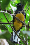 Green-backed Trogon