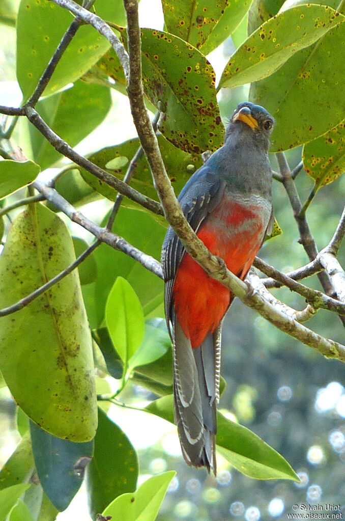 Black-tailed Trogon female immature