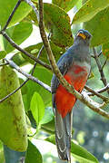 Trogon à queue noire