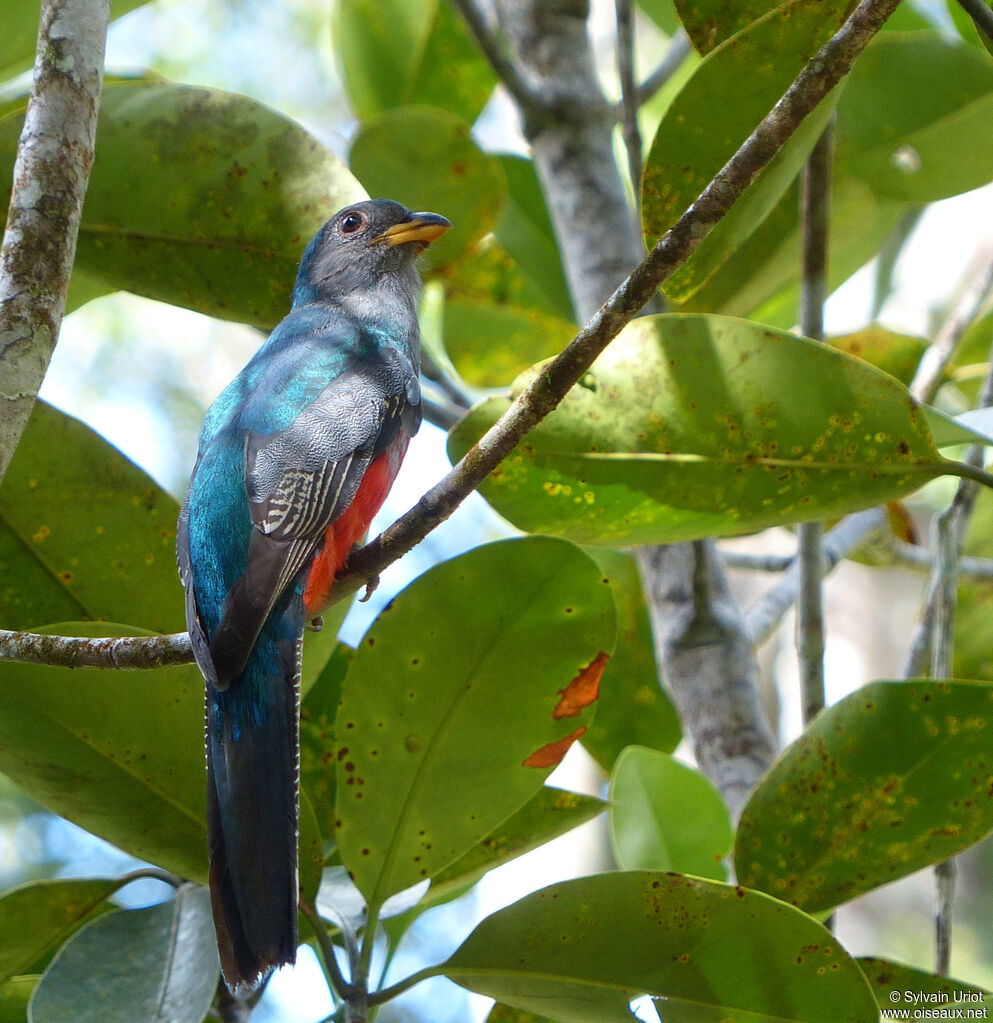 Trogon à queue noire femelle immature