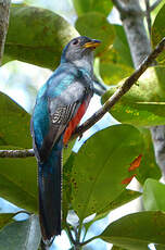 Trogon à queue noire