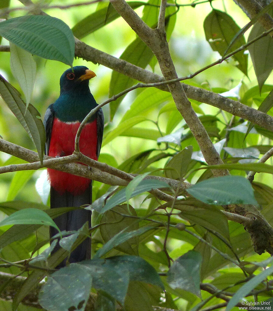 Trogon à queue noire mâle adulte