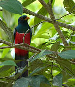 Black-tailed Trogon