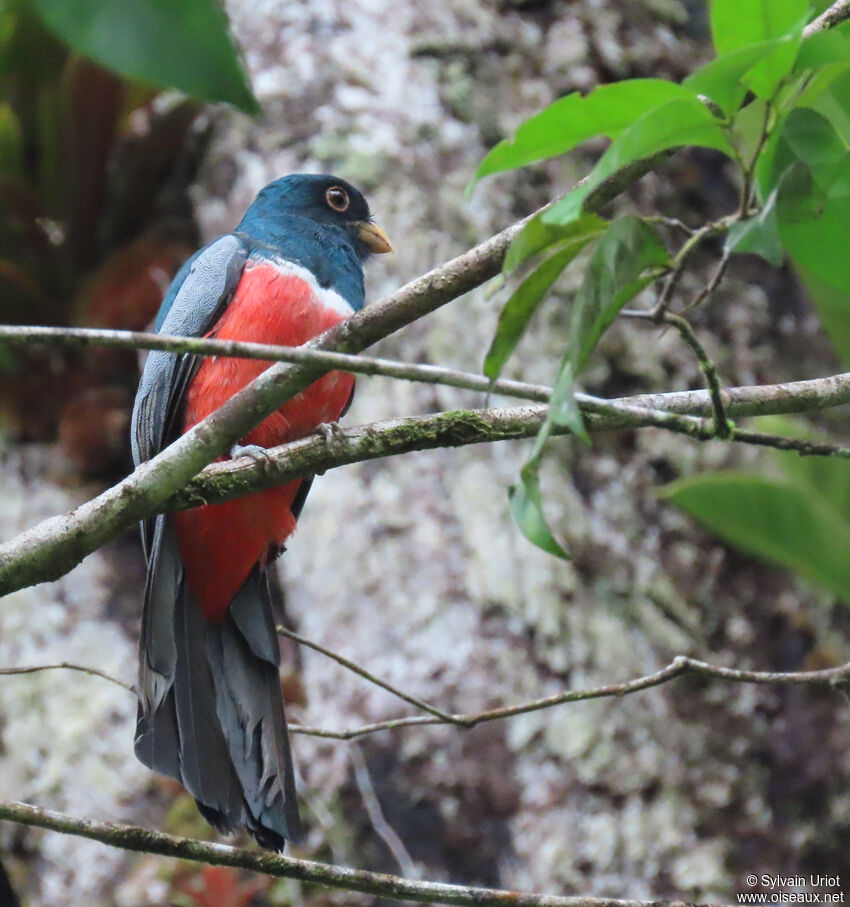 Trogon à queue noire mâle adulte