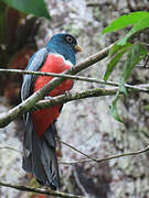 Black-tailed Trogon