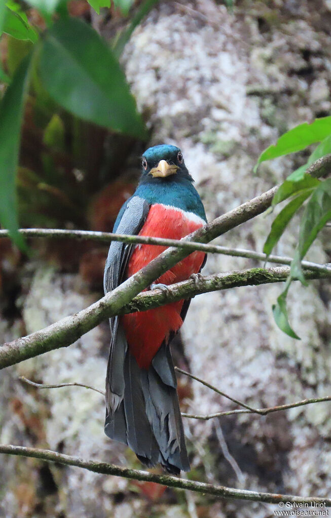 Trogon à queue noire mâle adulte