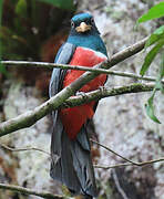 Black-tailed Trogon