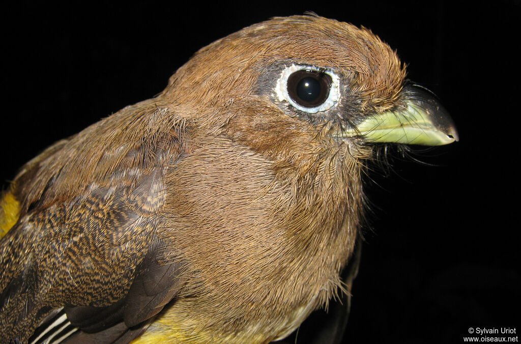 Amazonian Black-throated Trogon female adult