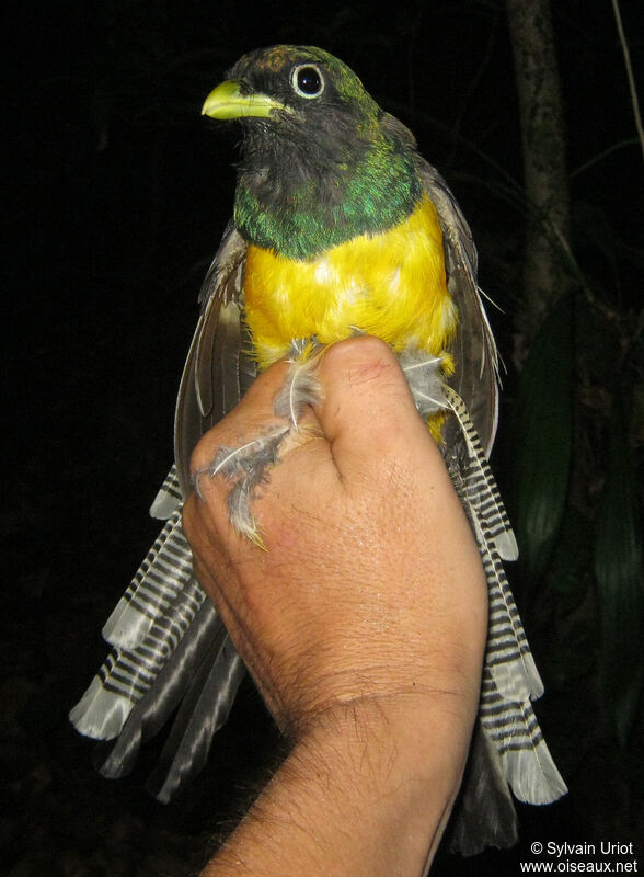 Amazonian Black-throated Trogon male adult