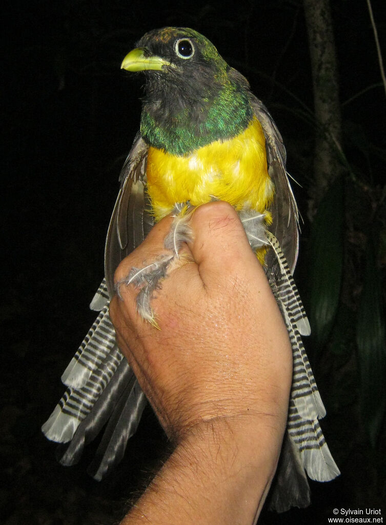 Amazonian Black-throated Trogon male adult