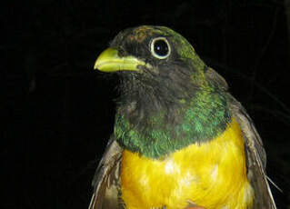 Trogon aurore