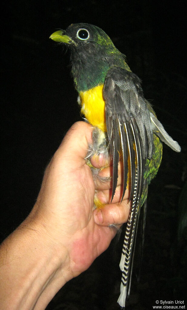 Amazonian Black-throated Trogon male adult