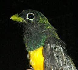 Trogon aurore