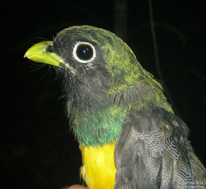 Black-throated Trogon male adult