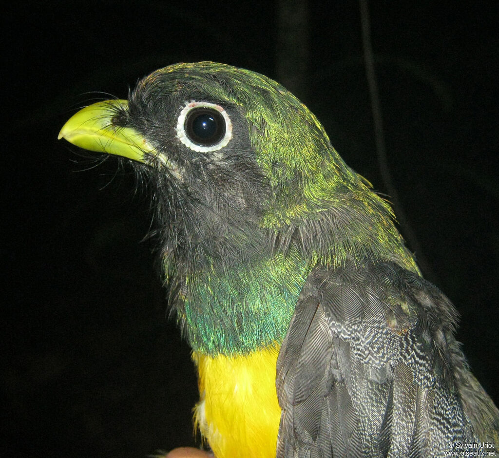 Amazonian Black-throated Trogon male adult