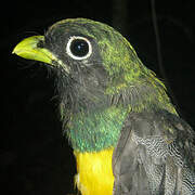 Amazonian Black-throated Trogon