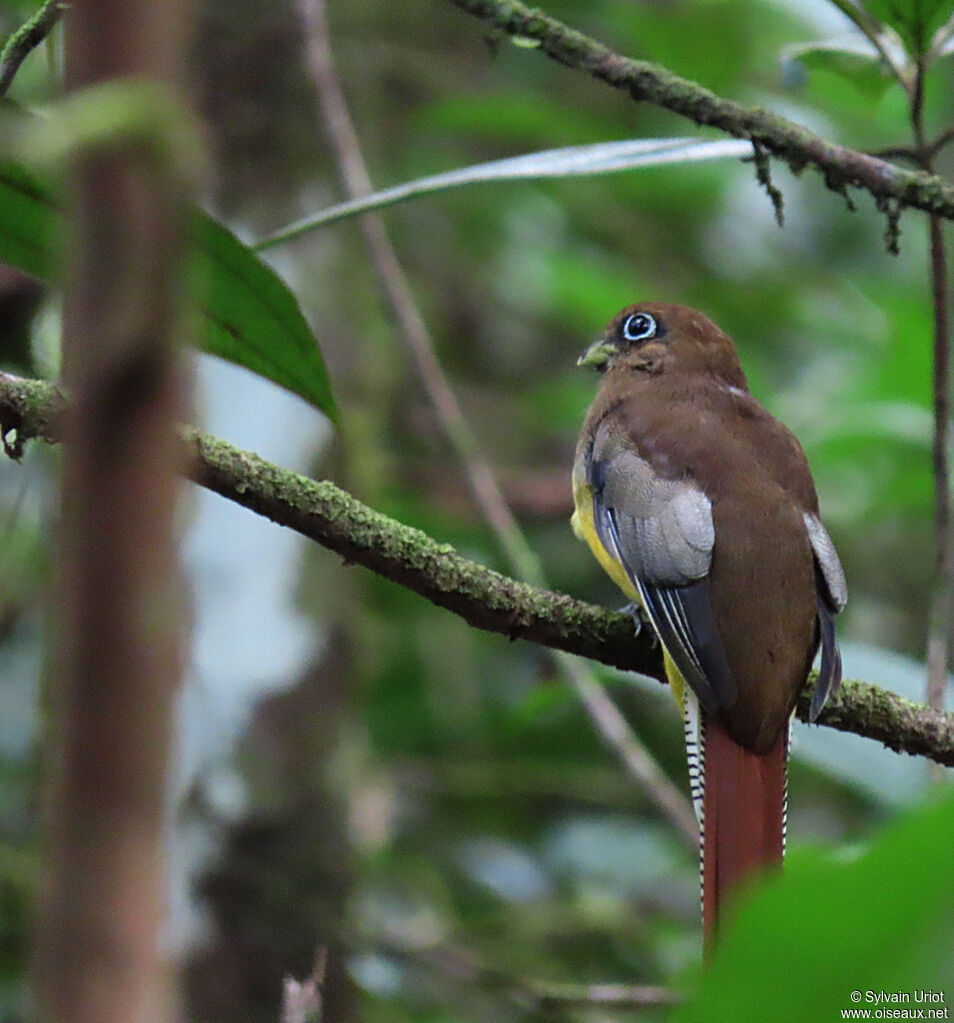 Amazonian Black-throated Trogon female adult