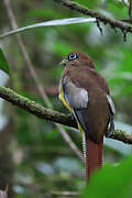 Amazonian Black-throated Trogon