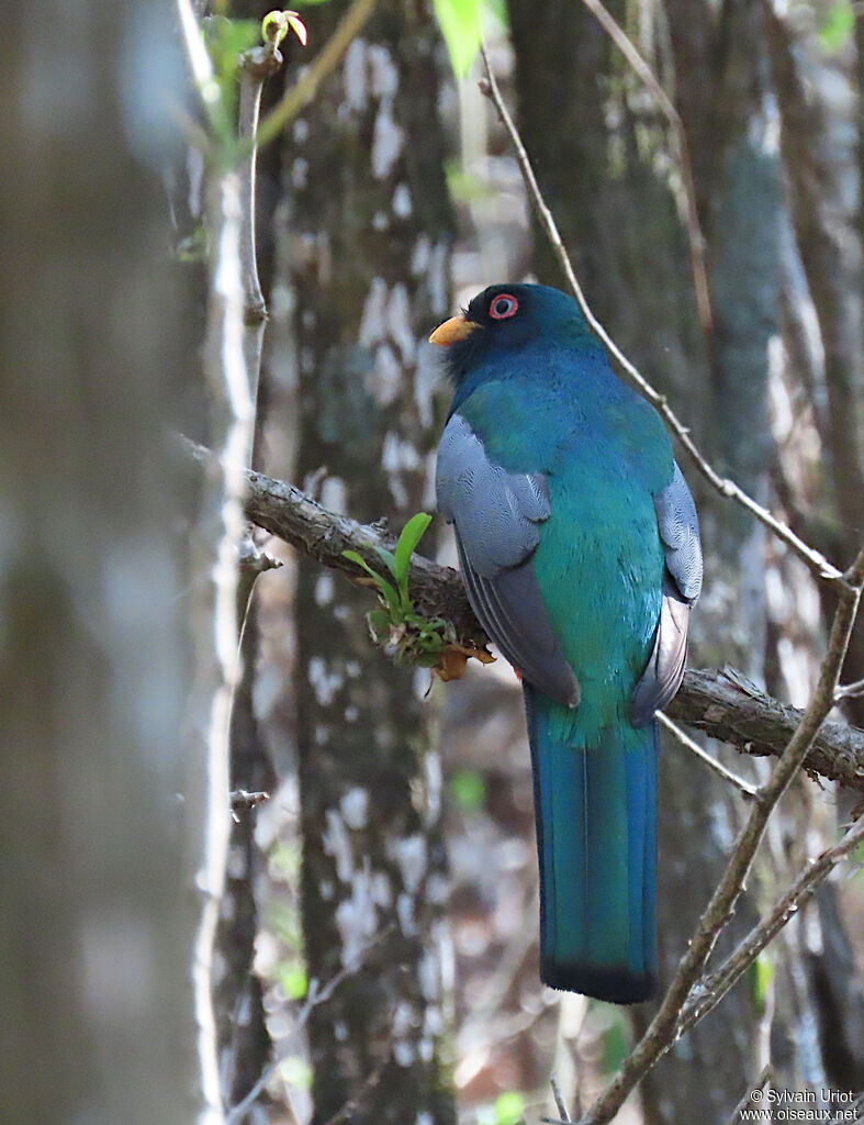 Trogon d'Équateur mâle, adulte