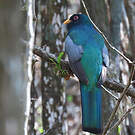 Trogon d'Équateur