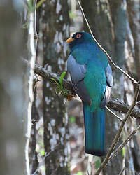 Trogon d'Équateur